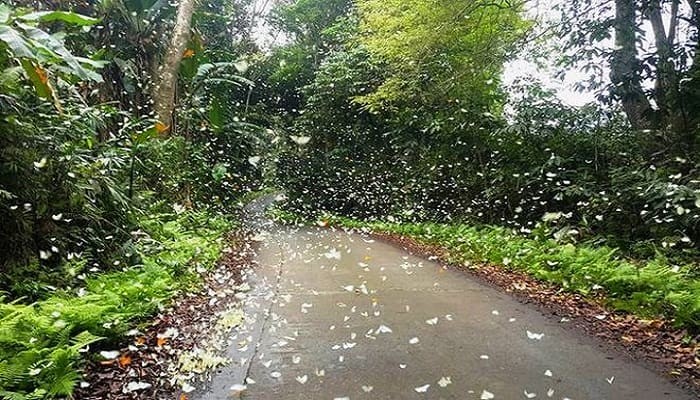 Parque de Cuc Phuong